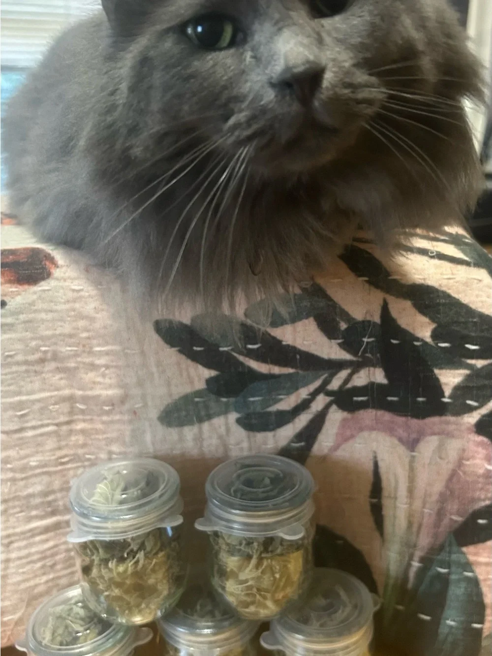 Small jar of 100% organic dried catnip